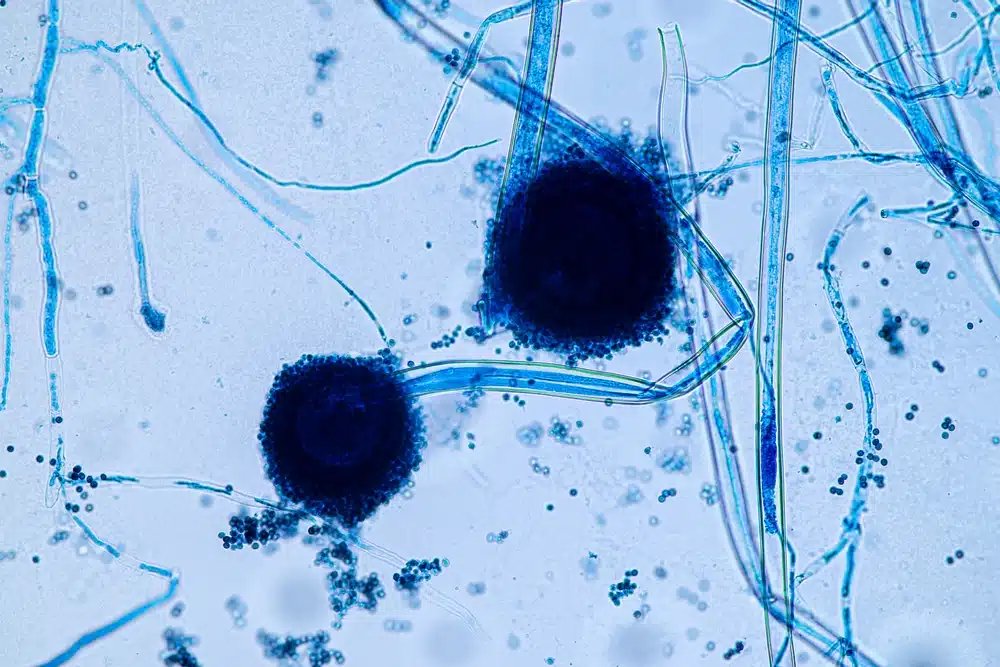 Superfungo resistente preocupa cientistas e pode ter relação com a crise climática